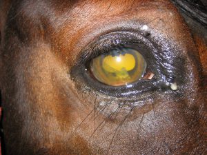 periodische Augenentzündung - ERU